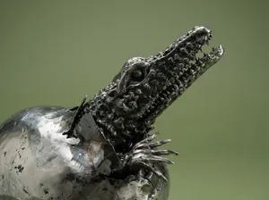 Baby Nile Crocodile