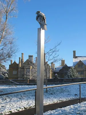 Buzzard, Bristol University