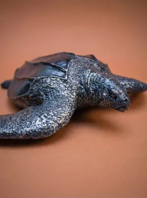 Leatherback Turtle