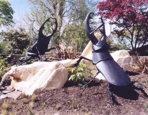 Stag Beetles, Bristol Zoo