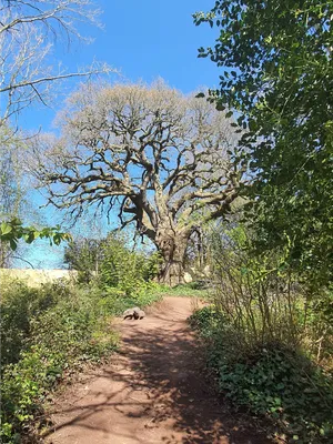 Bishops Knoll Badgers, Woodland Trust