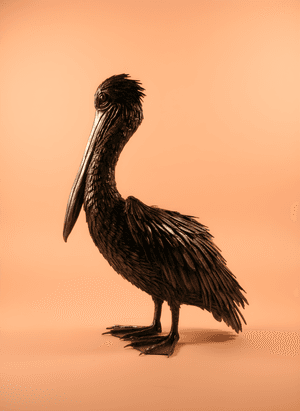 Pelican