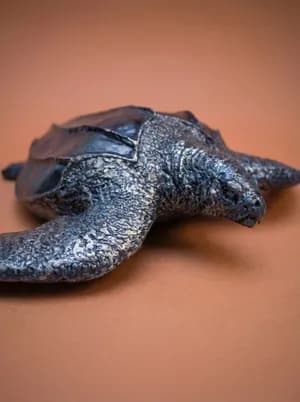 Leatherback Turtle