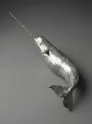 Narwhal