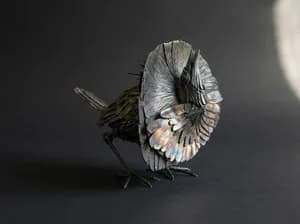 Superb Bird of Paradise