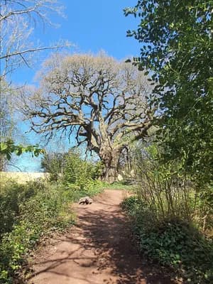 Bishops Knoll Badgers, Woodland Trust